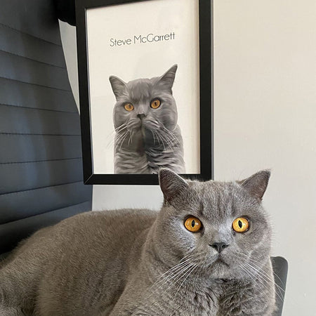 British shorthair framed cat portrait