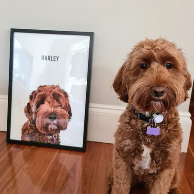 Cavoodle dog portrait